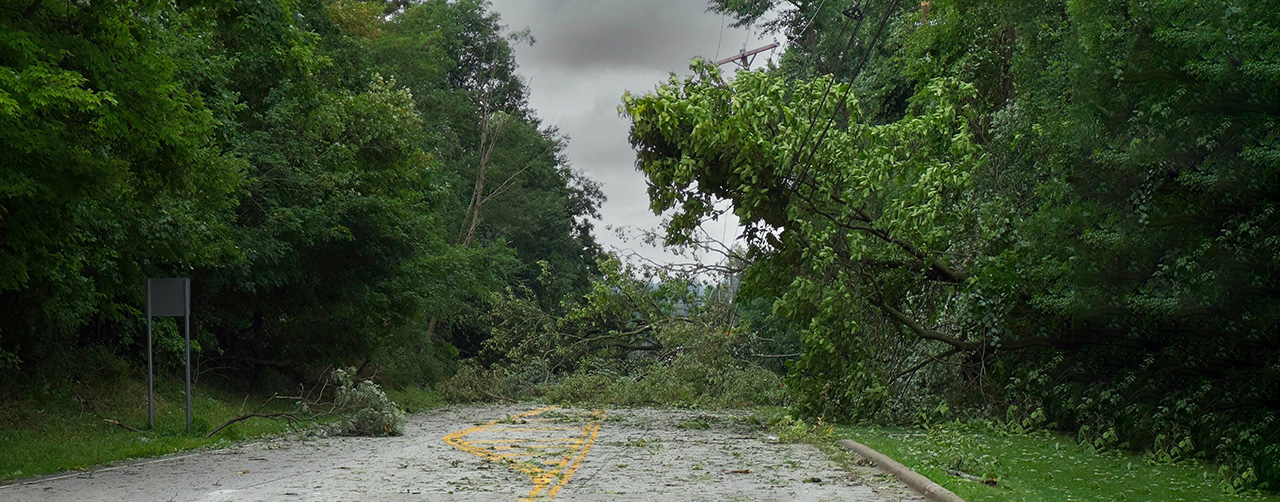 trees-down-on-road-after-hurricane